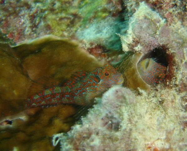 Hypsoblennius invemar